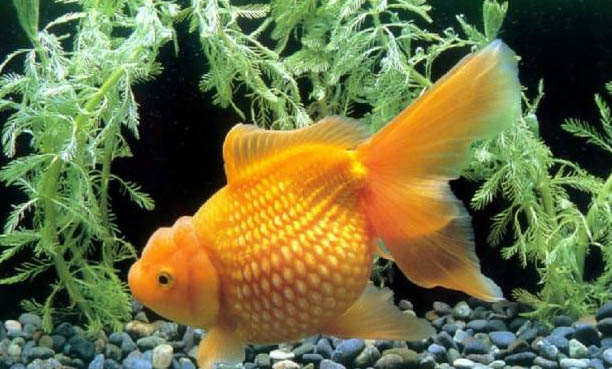 金魚冬天會(huì)凍死嗎?