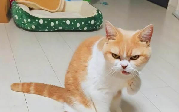 貓可以舔尿道嗎