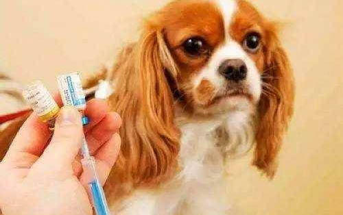 狂犬病貓十天內(nèi)必死嗎