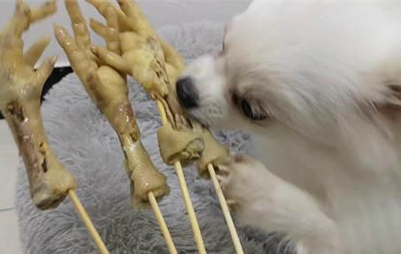 提前預防狗狗牙齒生病
