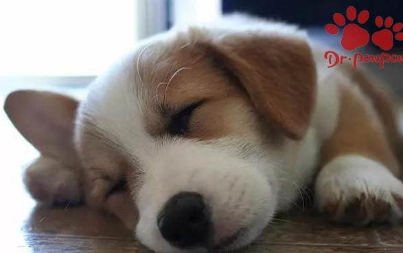 狗狗有球蟲傳染人嗎?