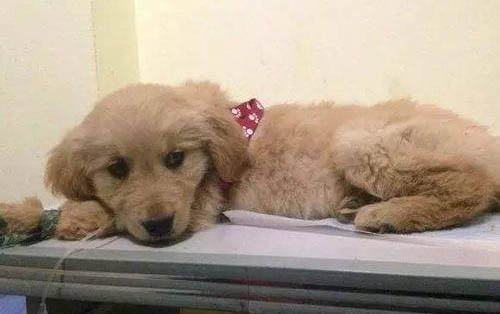 狗狗冬季掉毛怎么辦