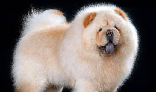 產后金毛犬不愿進食怎么辦?