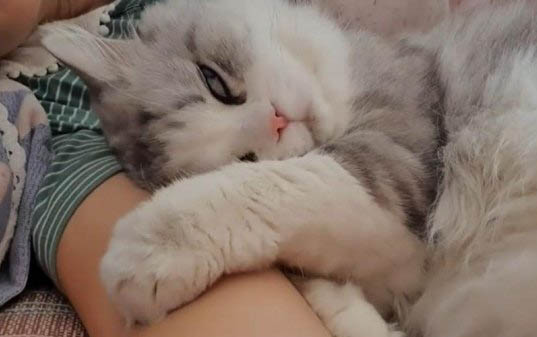 貓咪肚子大是懷孕了還是胖