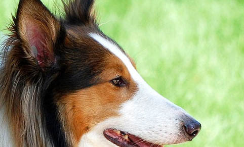 德國邊境牧羊犬幼犬價格多少一只?