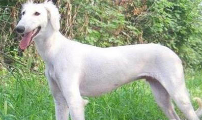 格力犬和細犬哪個好
