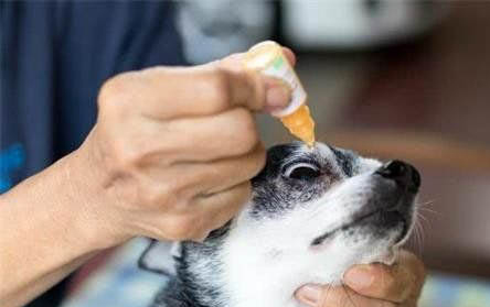 狗狗為什么不讓親腦袋