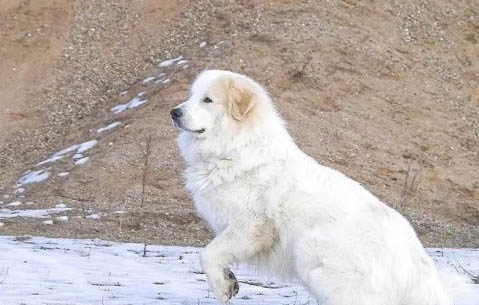 狗狗身上長包里面有膿怎么辦