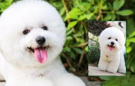 狗狗得了腸胃炎幾天會死