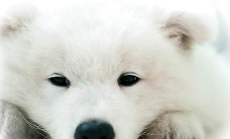 標準貴賓犬圖片大全