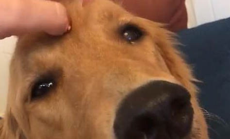 狗狗得了犬瘟室內要消毒多久