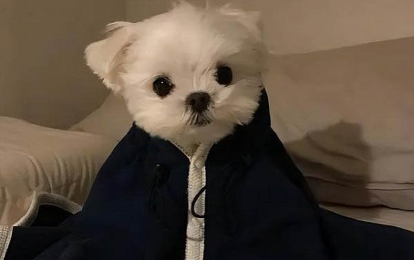 小狗咳嗽干嘔不吃東西怎么辦