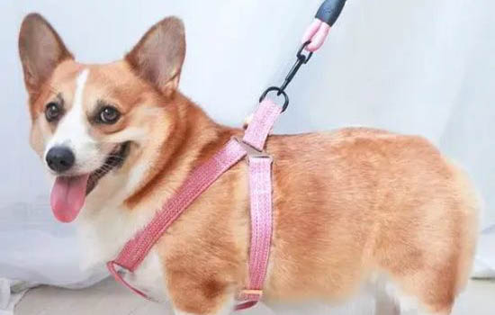 狗狗老是抓癢還用嘴咬