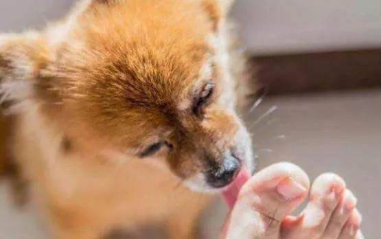 狗狗腎衰竭的癥狀都有哪些