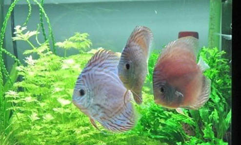 家庭觀賞魚怎么養