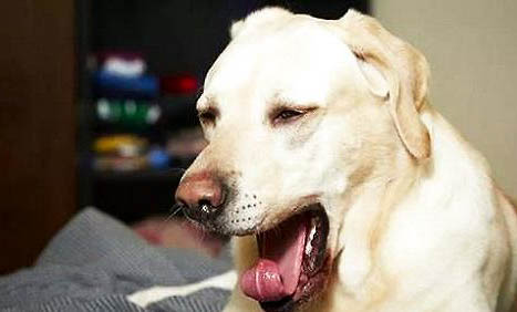 狗狗幾個月打一次狂犬疫苗