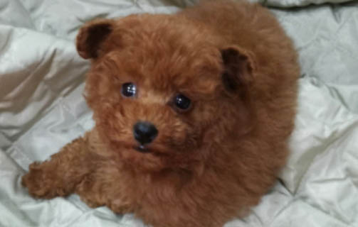 泰迪狗的智商