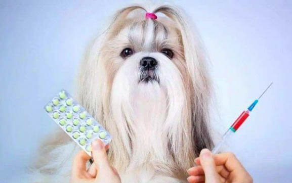 泰迪犬缺鈣會有哪些癥狀?