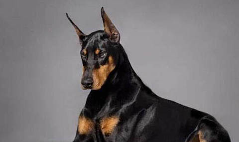 大丹犬起源和介紹