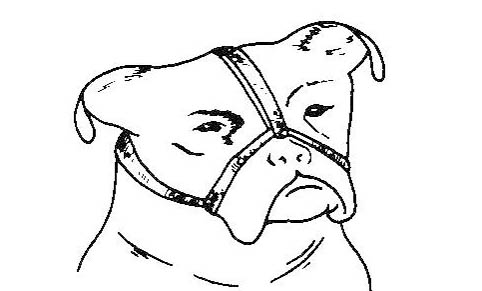狗狗懷孕多久可以看出來(lái)是否懷孕