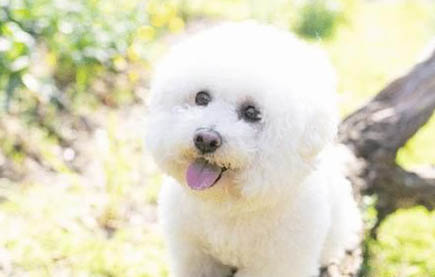 狗可以吃什么蔬菜?