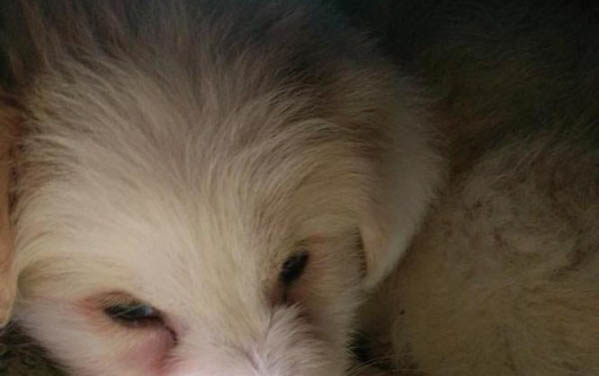 狗能喝奶粉嗎?
