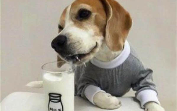 狗狗衣服怎么做