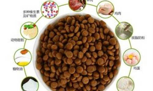 怎么判斷狗狗發(fā)燒