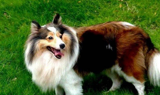 蘇格蘭牧羊犬的AKC標準