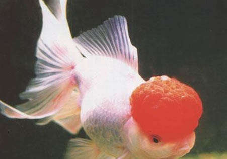 鶴頂紅金魚能繁殖嗎