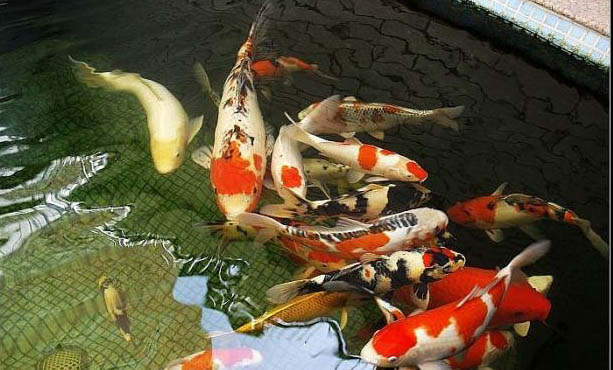 冬天喂養斑馬魚的注意事項