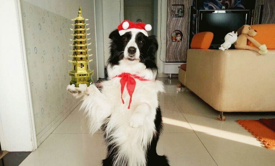 狗狗急性胃炎的癥狀