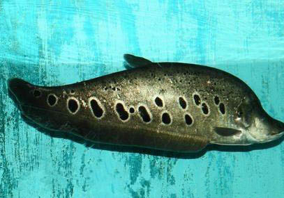 藍(lán)寶石關(guān)刀魚好養(yǎng)嗎