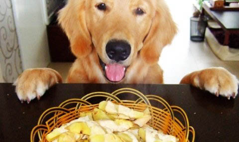 多伯曼犬吃多了拉稀怎么辦