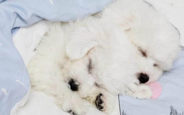 可愛又便宜的狗狗有哪些品種