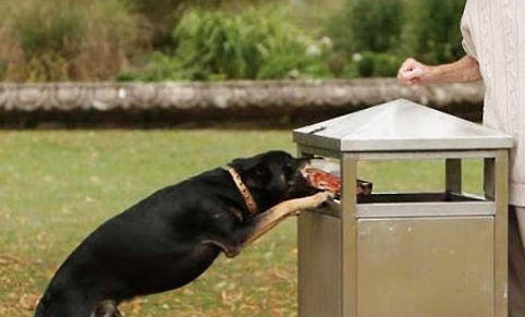狗狗打了狂犬疫苗咬人有事嗎