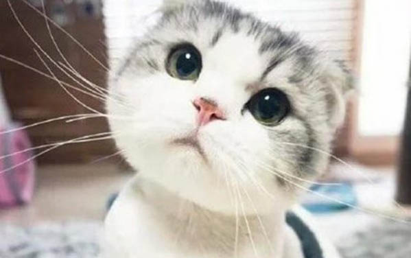 貓咪感冒怎么辦