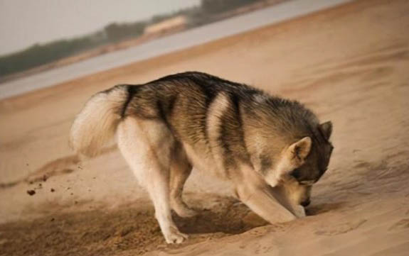 狗狗為什么會得結膜炎