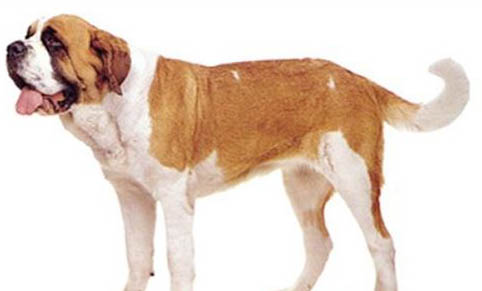 圣伯納犬打嗝