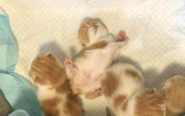 小貓多久可以抱走