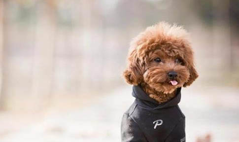 怎么知道狗有沒有狂犬病