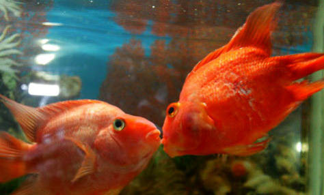 接吻魚能和錦魚混養吧