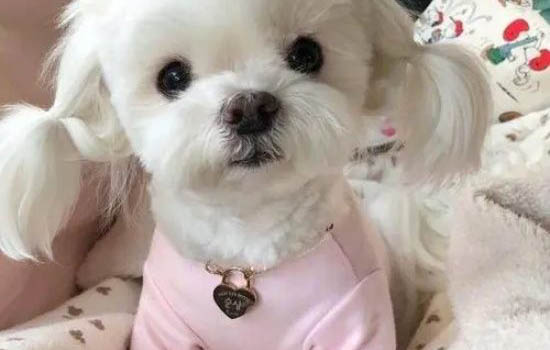 馬爾濟斯犬大概多少錢一只