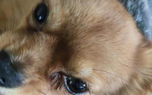 狗狗情緒低落不愛動不理主人怎么辦