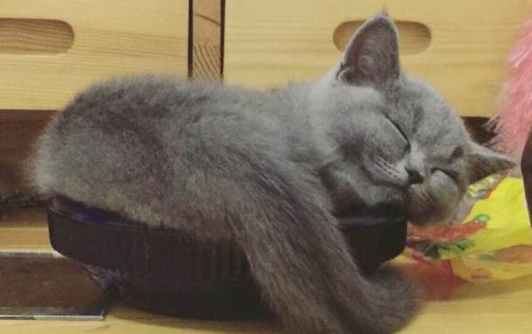 小貓多久斷奶