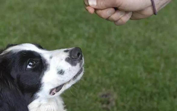 狗狗好幾天不拉屎是什么原因