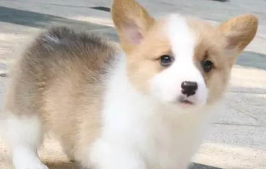 狗狗為什么不來例假?