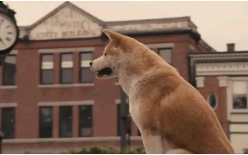 柴犬串串長大了會像柴犬嗎