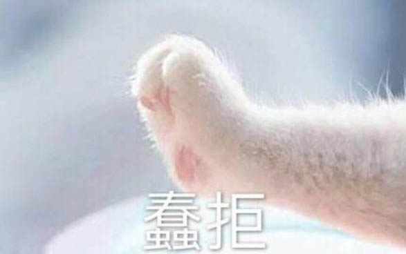 小貓感冒了吃什么藥