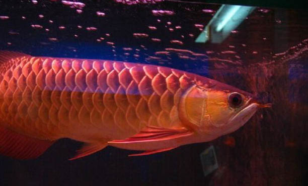 銀龍魚可以活多久?